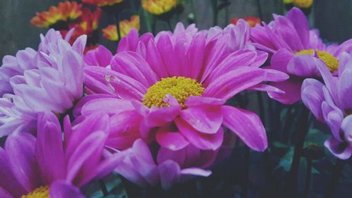 Close-up of pink flowers blooming outdoors