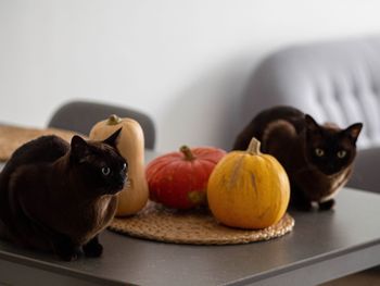 Cats sitting on a table with colourful pumpkins