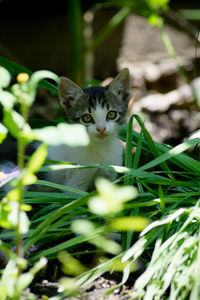 Portrait of kitten on grassy field