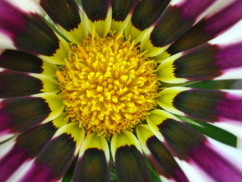 Macro shot of yellow flower