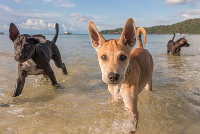 View of dogs on beach