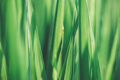 Full frame shot of fresh green grass