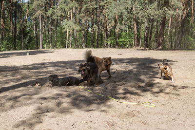 View of a dog in the forest