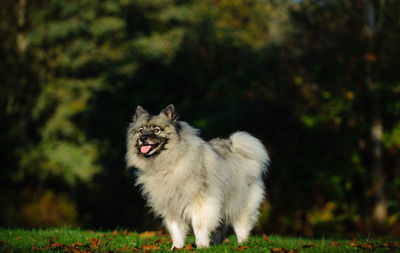 Dog standing on field