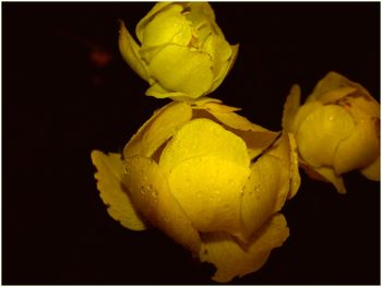 Close-up of flower over black background