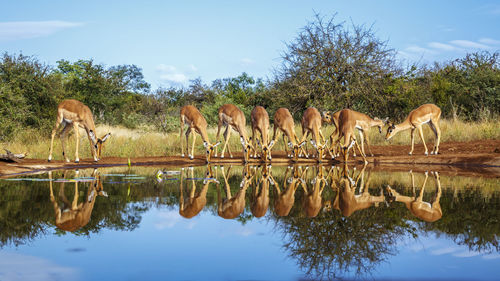 Giraffes in lake