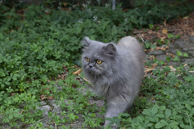 Cat looking away on field