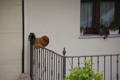 Birds perching on railing of building