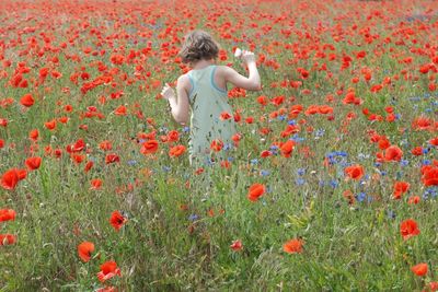 Rear view of person standing by poppy flowers on field