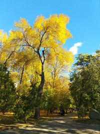 Autumn tree by road in park against sky