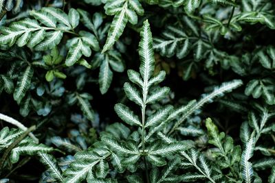 Full frame shot of fresh green plant during winter