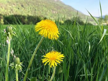 Close-up of yellow flowering plant on land