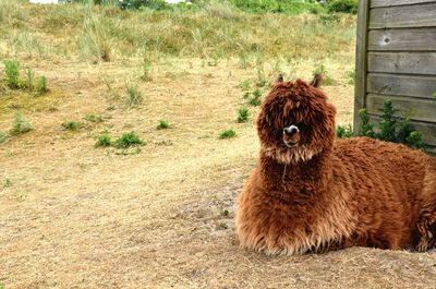 Portrait of lama sitting on field