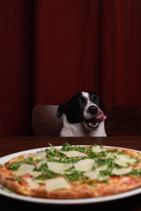 Dog licking his lips in front of pizza in italian restaurant