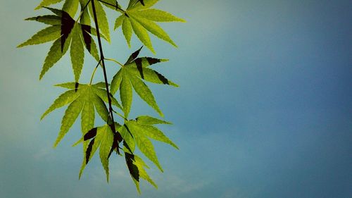 Low angle view of leaves