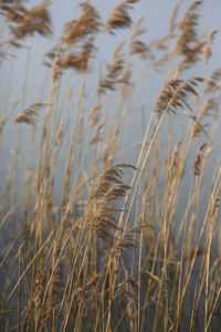 Close-up of stalks in field against sky