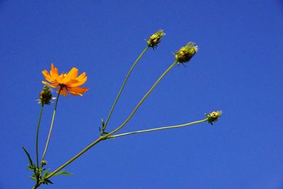 Low angle view of yellow flowers blooming against blue sky