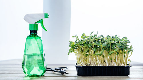 Growing sunflower sprouts and microgreens at home