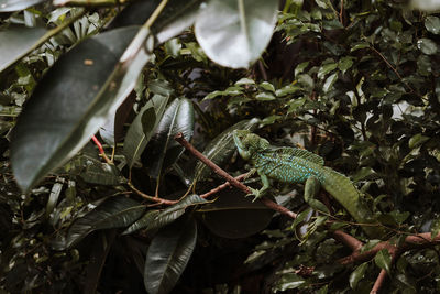 Close-up of lizard on tree