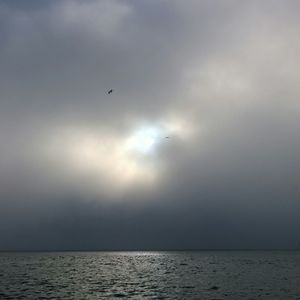 Birds flying over sea