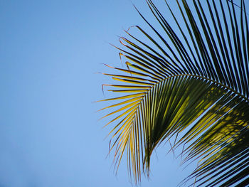 Low angle view of coconut palm tree against sky