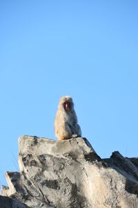 Low angle view of monkey on mountain against clear blue sky