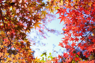 Leaves of a tree in autumn