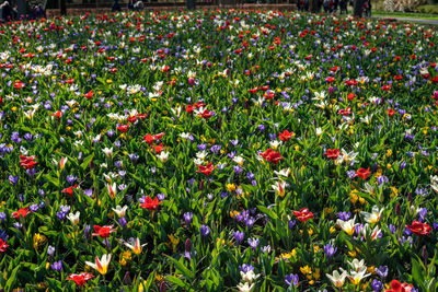 Full frame shot of flowering plants on land