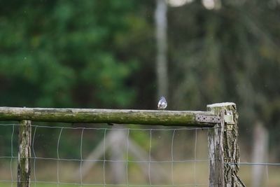 Bird perching on a fence