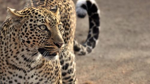 Close-up of a cat looking away