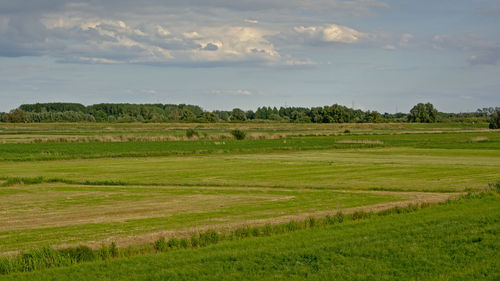 Scenic view of green field against sky