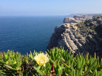 Close-up of white flowers in front of sea