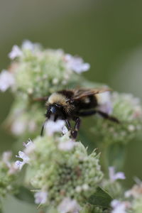 Close-up of bee pollinating on flower