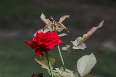 Close-up of red rose