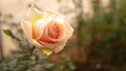 Close-up of rose against blurred background