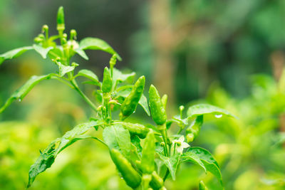 Close-up of fresh green plant