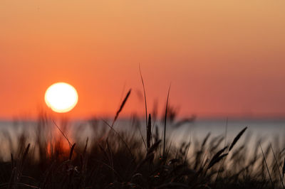 Close-up of plant against orange sky