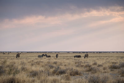 View of horses on field against sky