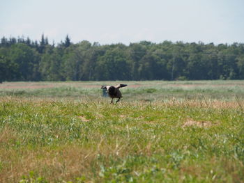 View of a dog on field