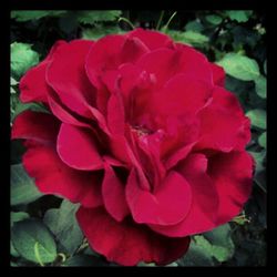 Close-up of pink rose