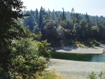 Scenic view of river amidst trees against sky