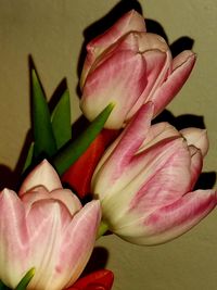 Close-up of pink flowers