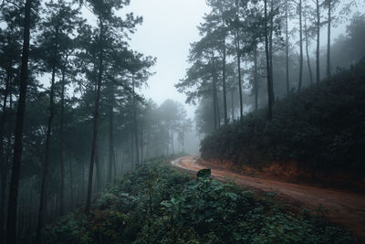 Road amidst trees in forest
