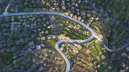 High angle view of trees by road