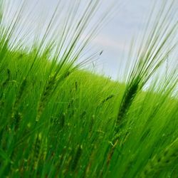 Close-up of crop in field