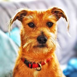 Close-up portrait of dog sticking out tongue outdoors