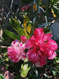 Close-up of pink flowers blooming outdoors