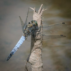 Close-up of insect