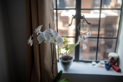 Close-up of white orchids  on window sill at home