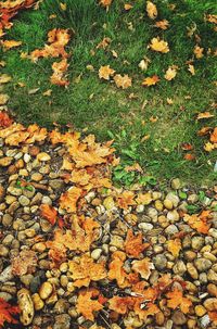 High angle view of yellow maple leaves on field